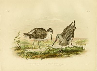 Marsh Sandpiper, 1891 by Gracius Broinowski